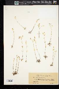 Arenaria brevifolia image