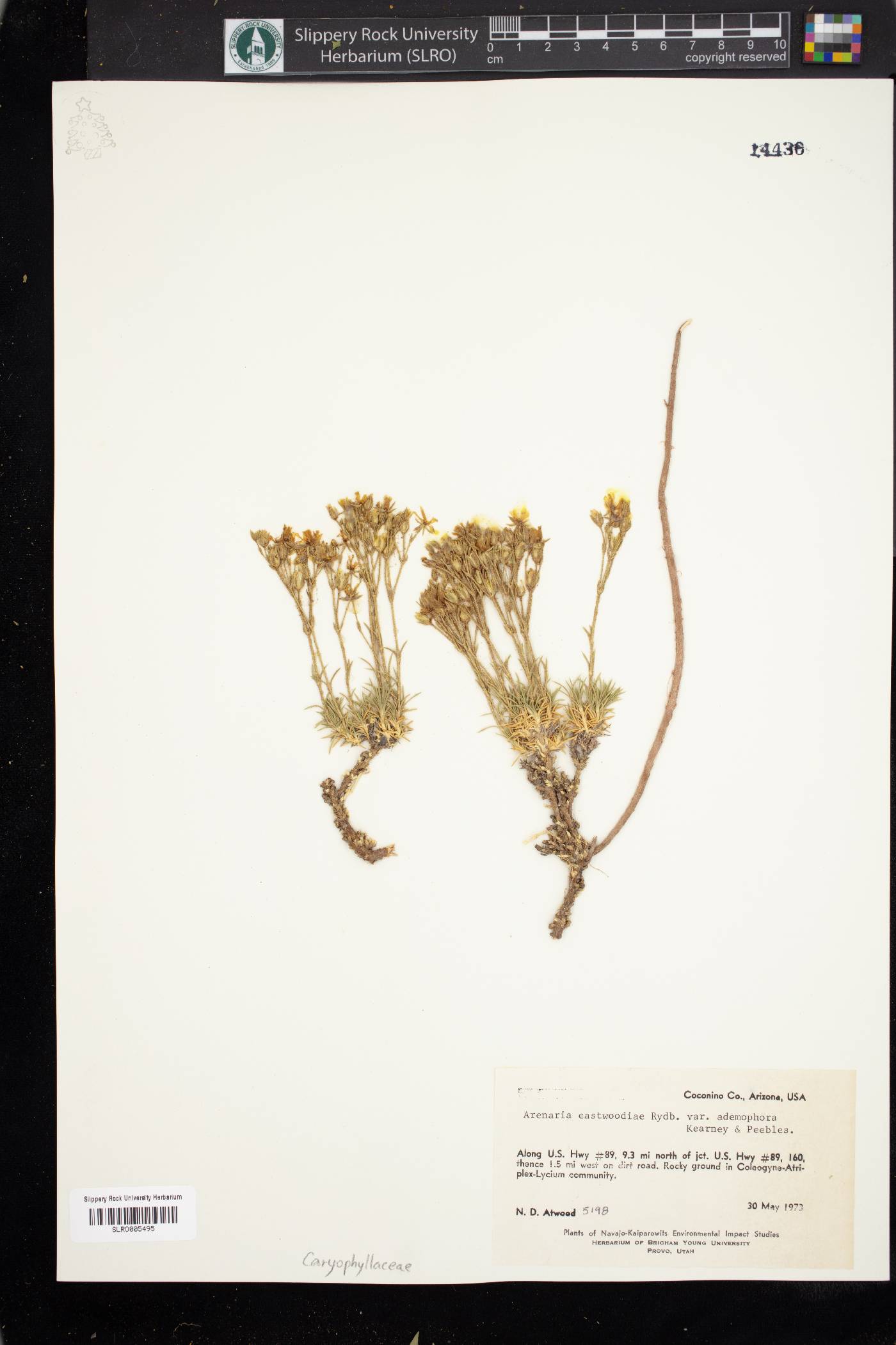 Eremogone eastwoodiae var. adenophora image