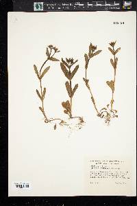 Moehringia lateriflora image