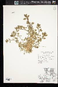 Cerastium fontanum subsp. vulgare image