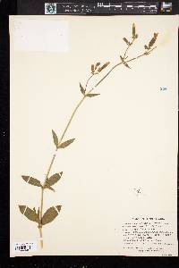 Silene latifolia image