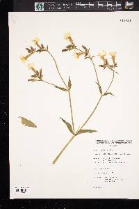 Silene latifolia image