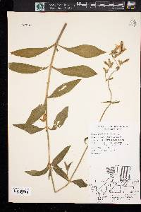 Silene latifolia image