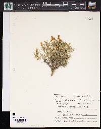 Silene acaulis image