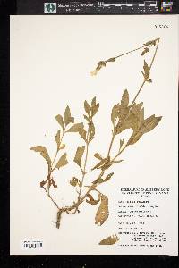 Silene vulgaris image