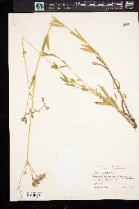 Silene vulgaris image