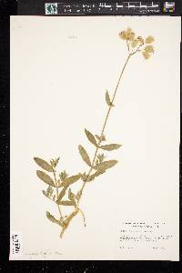 Silene vulgaris image