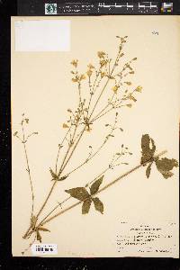 Silene stellata image