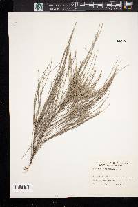 Casuarina equisetifolia image