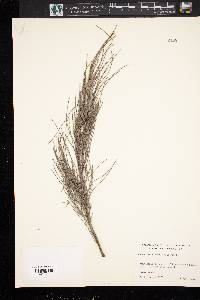 Casuarina equisetifolia image