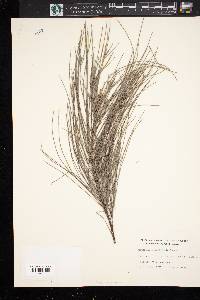 Casuarina equisetifolia image