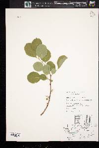 Celastrus scandens image