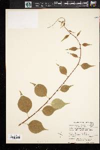 Celastrus scandens image