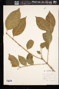 Euonymus atropurpureus image