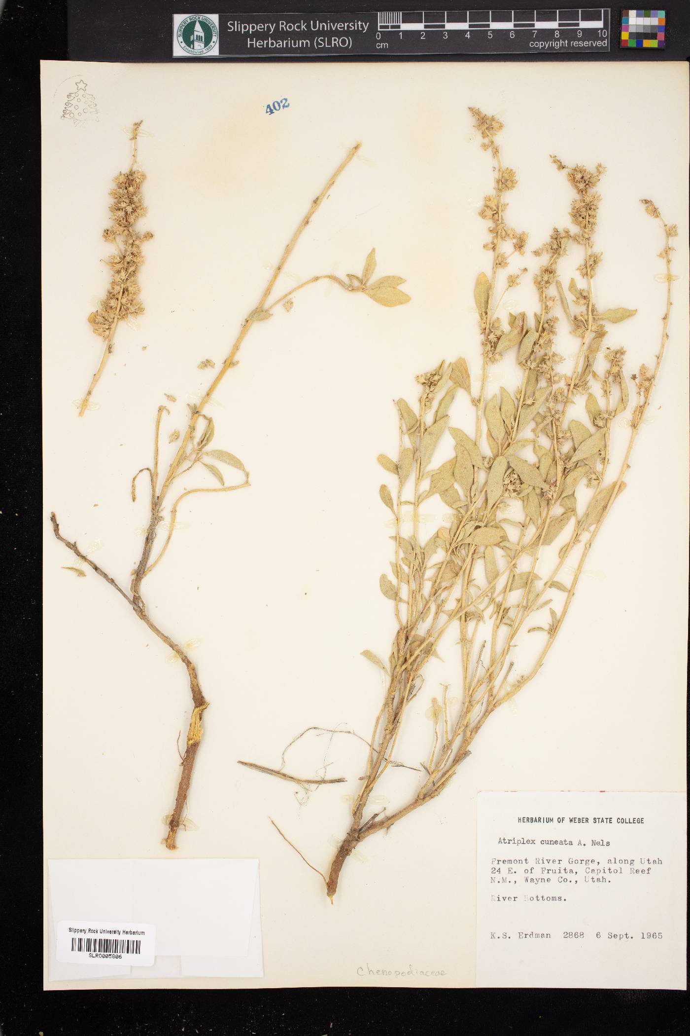 Atriplex cuneata image