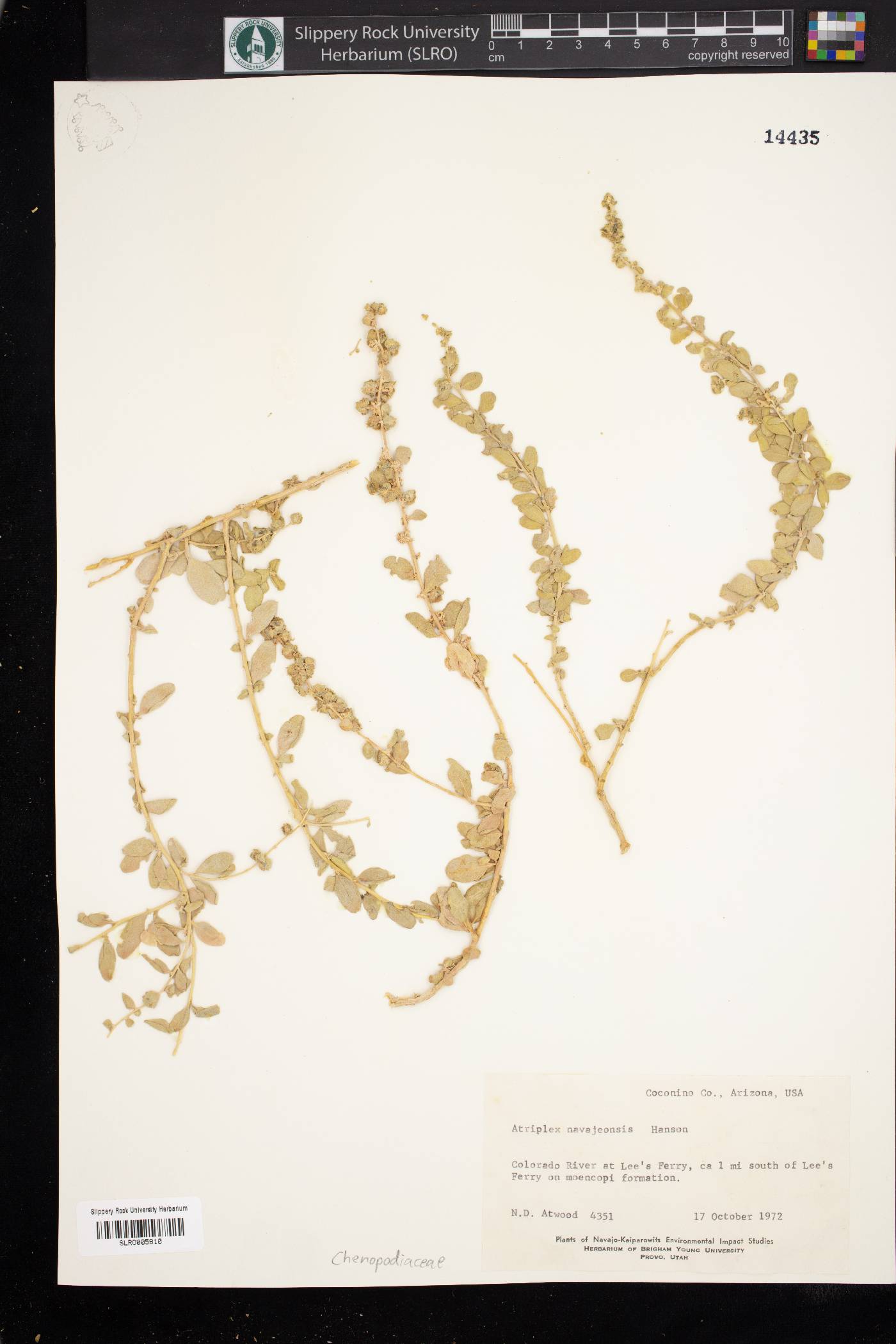 Atriplex garrettii image