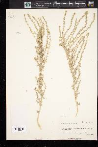 Atriplex powellii image