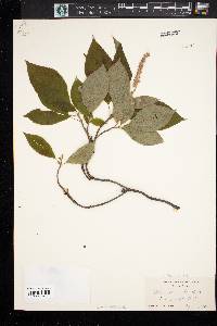 Clethra acuminata image