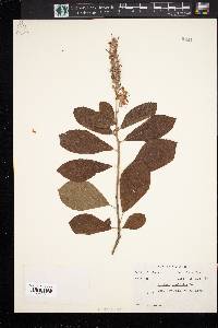 Clethra alnifolia image