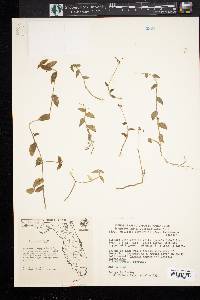 Callisia cordifolia image