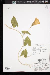 Convolvulus arvensis image