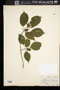 Cornus alternifolia image