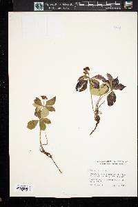 Cornus canadensis image