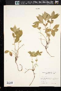 Cornus canadensis image