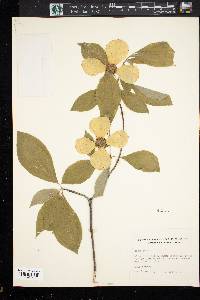 Cornus nuttallii image