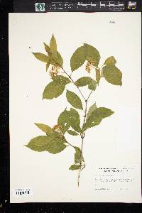 Cornus racemosa image