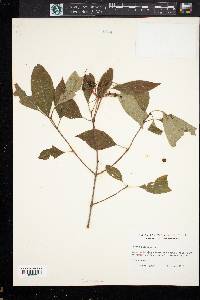 Cornus racemosa image