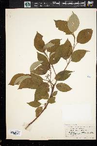 Cornus sericea subsp. sericea image