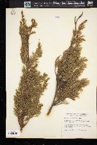 Cupressus macrocarpa image