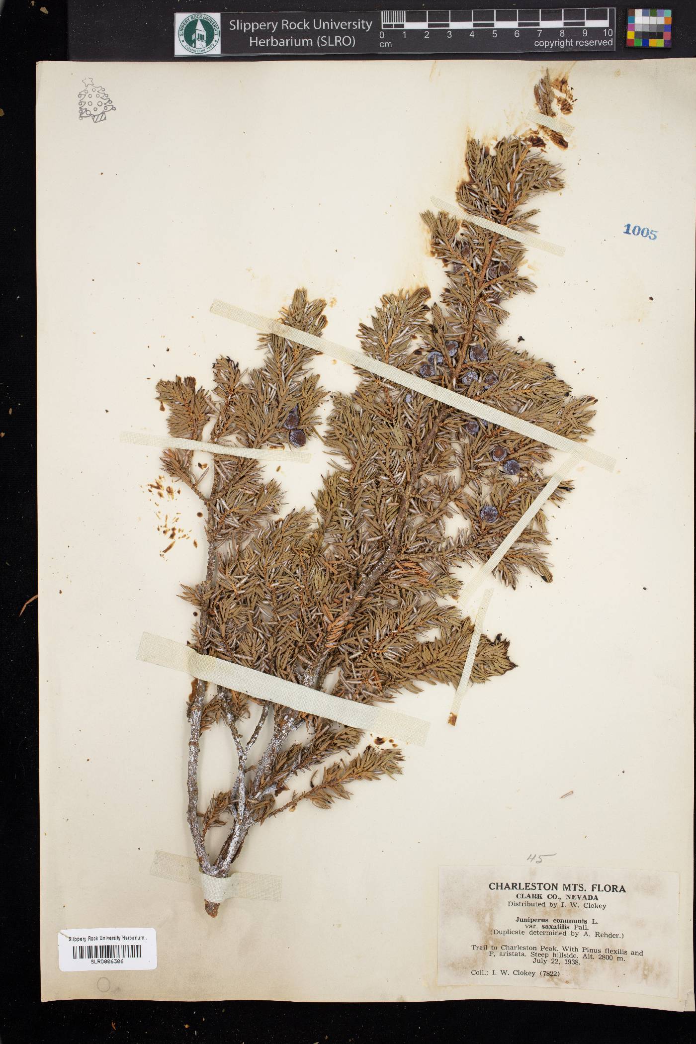 Juniperus communis var. saxatilis image