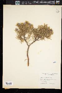 Juniperus occidentalis image