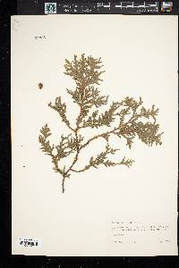 Thuja occidentalis image