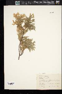 Thuja occidentalis image