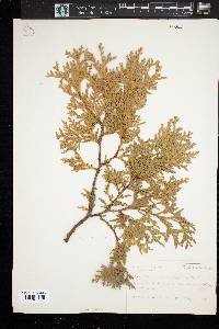 Thuja occidentalis image