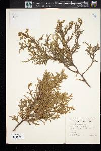 Thuja occidentalis image