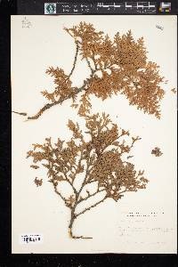 Thuja occidentalis image