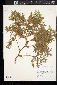 Thuja occidentalis image