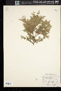 Thuja occidentalis image