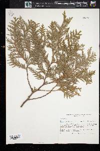 Thuja occidentalis image