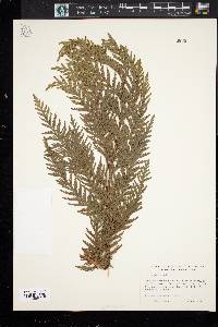 Thuja plicata image