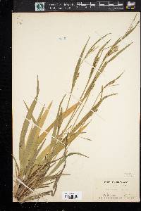 Carex anceps image