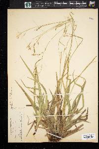 Carex arctata image