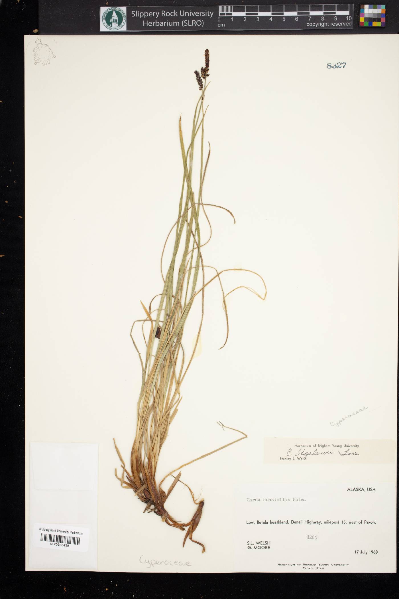 Carex consimilis image