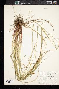 Carex bullata image