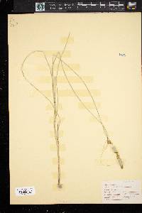 Carex conjuncta image