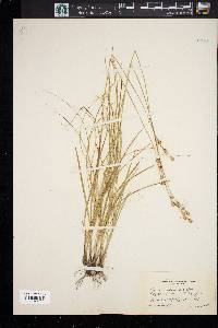 Carex festucacea image